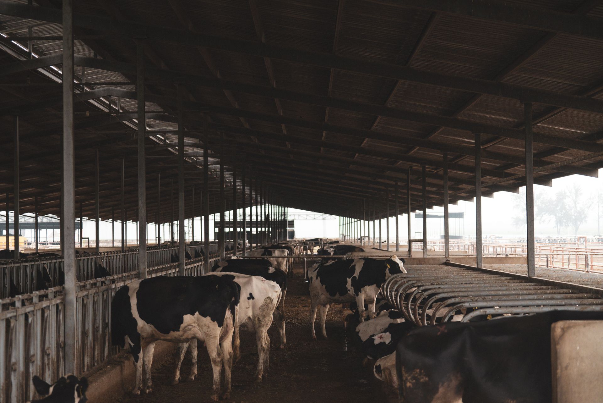 Dairy farm